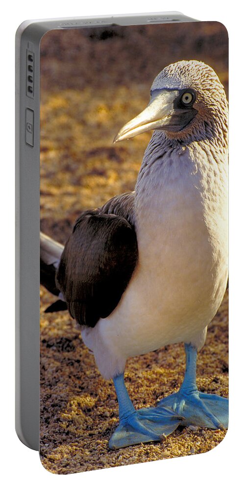 Blue Portable Battery Charger featuring the photograph Blue-Footed Booby by Ted Keller