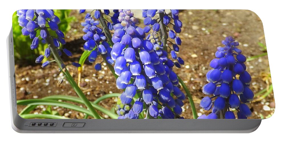 Flower Portable Battery Charger featuring the photograph Blue Grape Hyacinth by Lingfai Leung