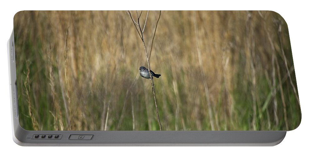 Wildlife Portable Battery Charger featuring the photograph Blue-grey Gnatcatcher by John Benedict