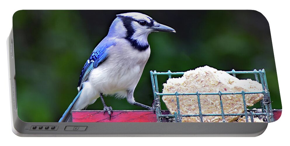 Bird Portable Battery Charger featuring the photograph Blue Jay - Cyanocitta Cristata by DB Hayes