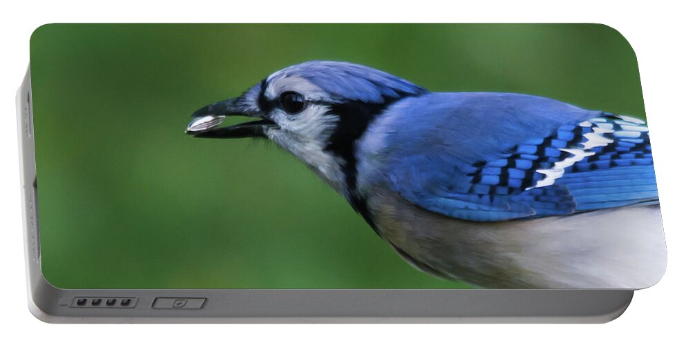Blue Jay Portable Battery Charger featuring the photograph Blue Jay With Seed by John Benedict