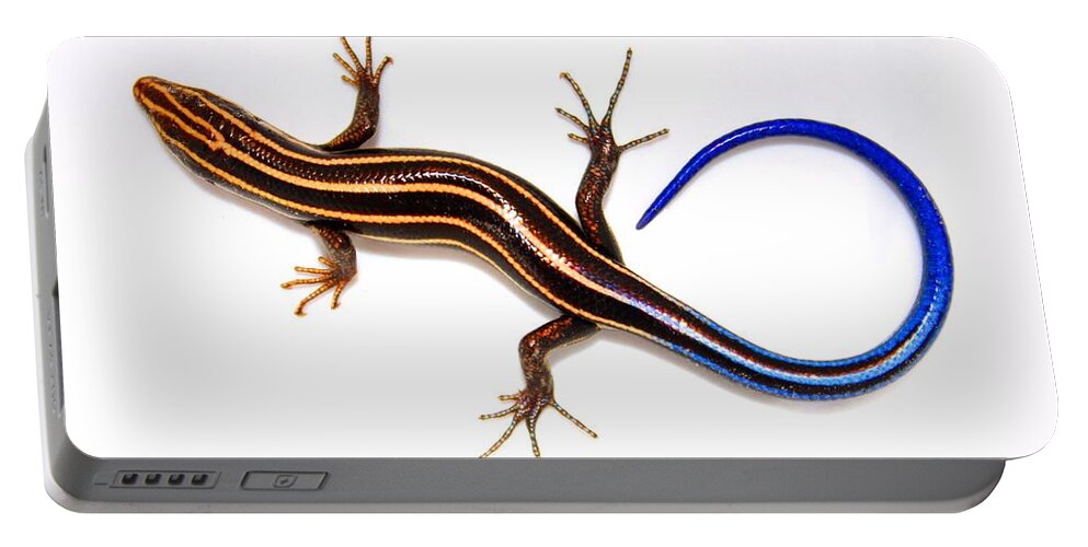 Landscape Portable Battery Charger featuring the photograph Blue Lizard by Morgan Carter