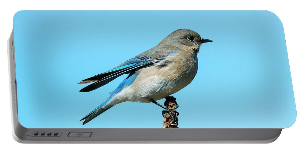 Bluebird Portable Battery Charger featuring the photograph Blue on Blue by Michael Dawson