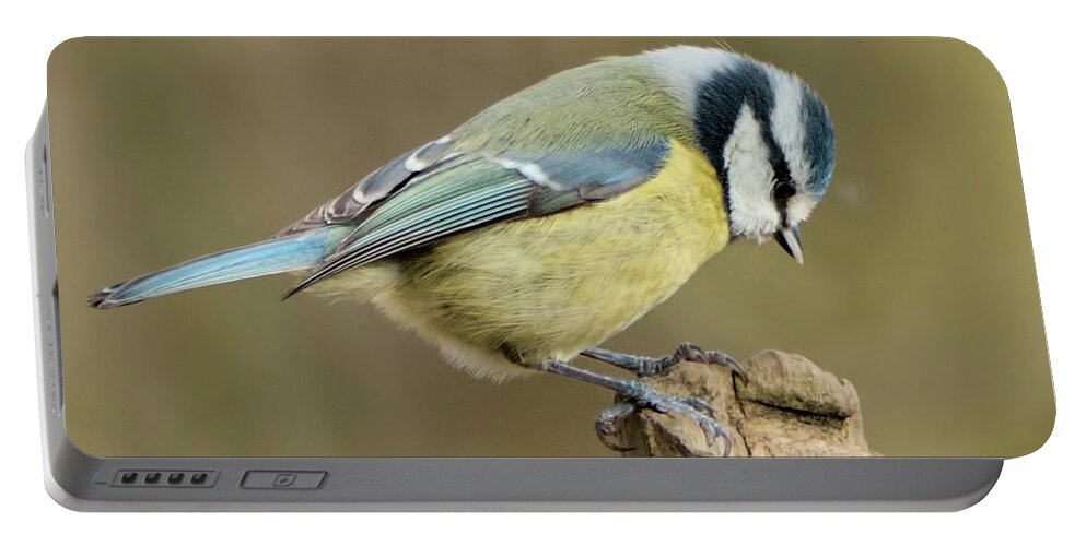 Bird Portable Battery Charger featuring the photograph Blue Tit 2 by Baggieoldboy