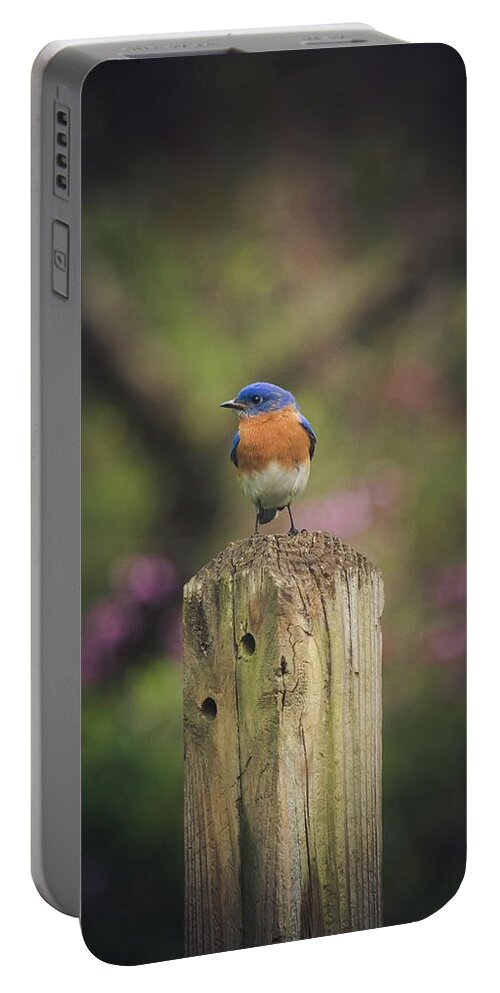 Bluebird Portable Battery Charger featuring the photograph Blue with a bit of pink by Robert L Jackson