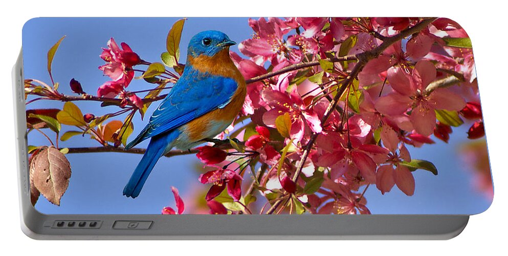 Bluebird Portable Battery Charger featuring the photograph Bluebird in Apple Blossoms by Marie Hicks