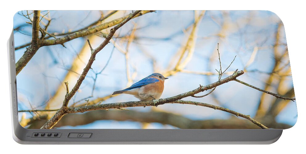 Bluebird In Tree Portable Battery Charger featuring the photograph Bluebird in Tree by Sharon Popek