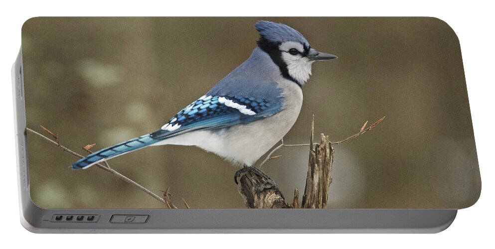 Bluejay Portable Battery Charger featuring the photograph Bluejay 012 by Michael Peychich
