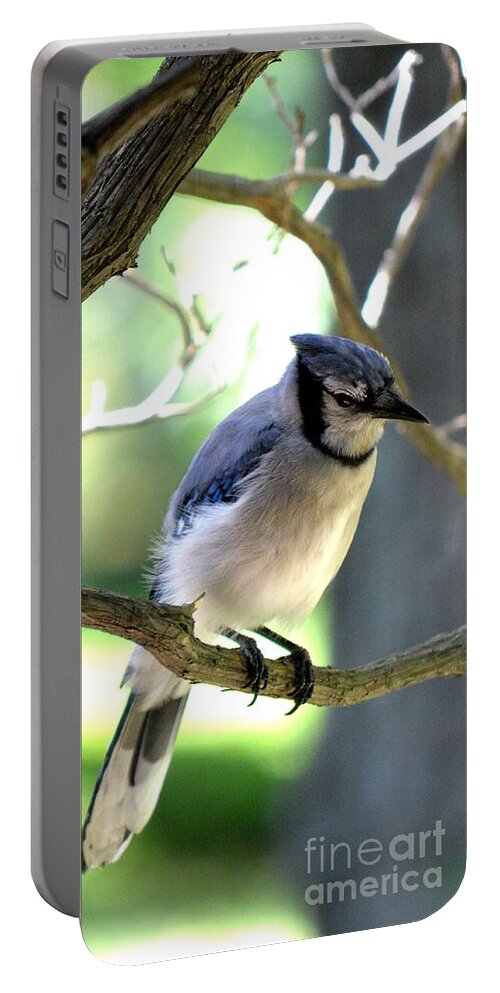 Bluejay Portable Battery Charger featuring the photograph Bluejay by Dani McEvoy