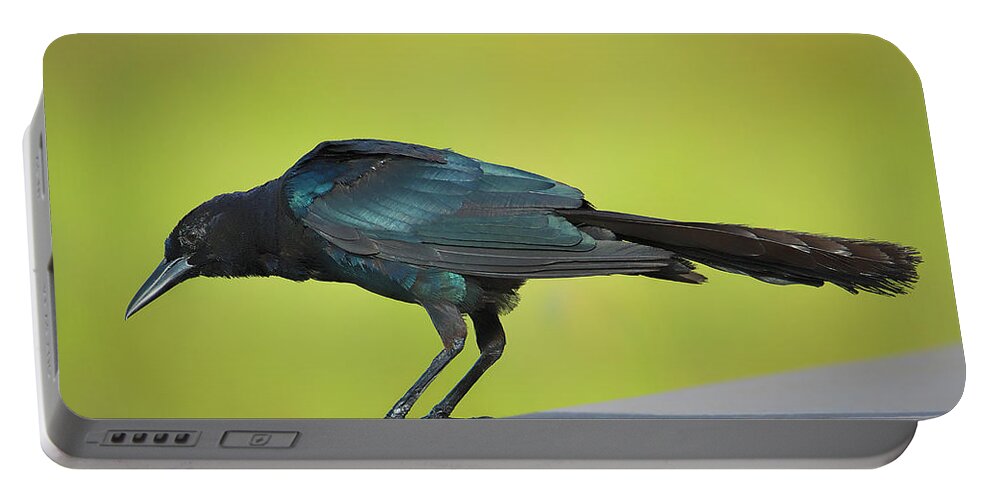Boat Portable Battery Charger featuring the photograph Boat-Tailed Grackle Male by Richard Goldman