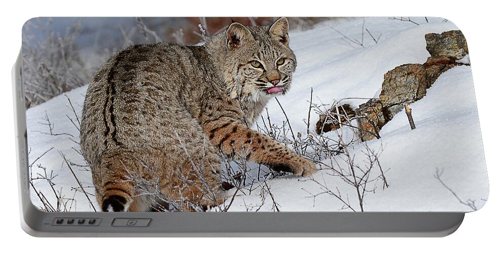 Mammal Portable Battery Charger featuring the photograph Bob Cat Hunting in Winter by Dennis Hammer