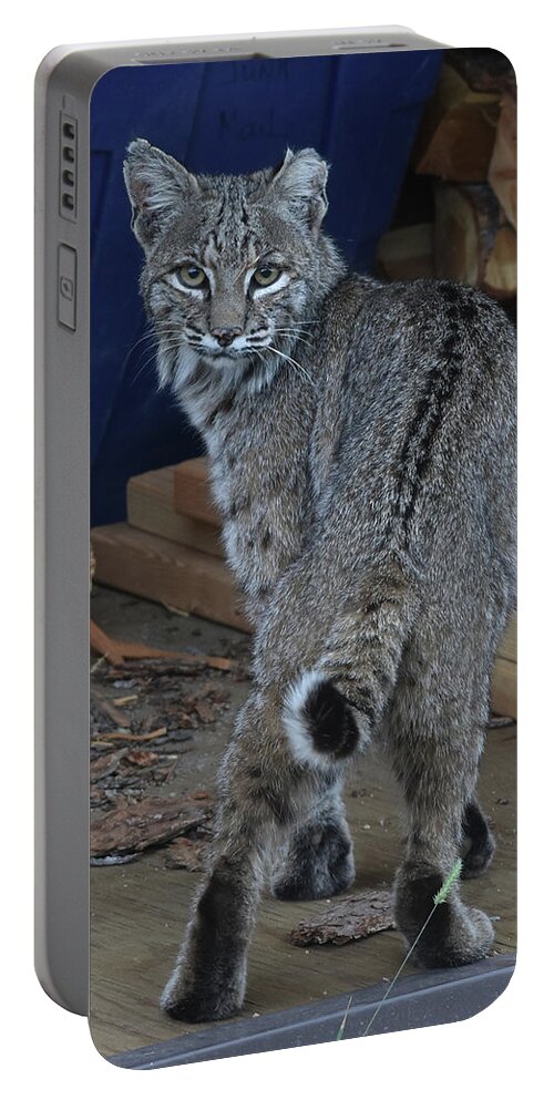 Bobcat Portable Battery Charger featuring the photograph Bobcat by Ben Foster