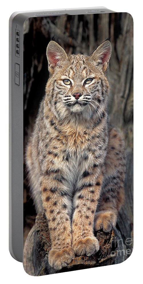 Dave Welling Portable Battery Charger featuring the photograph Bobcat Felis Rufus Captive by Dave Welling