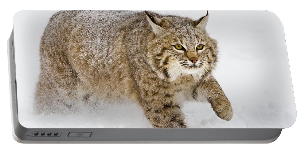 Bobcat Portable Battery Charger featuring the photograph Bobcat in Snow by Jerry Fornarotto