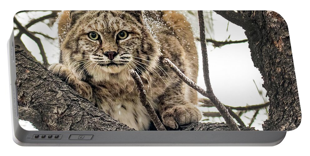 Categories Portable Battery Charger featuring the photograph Bobcat in Winter by Dawn Key