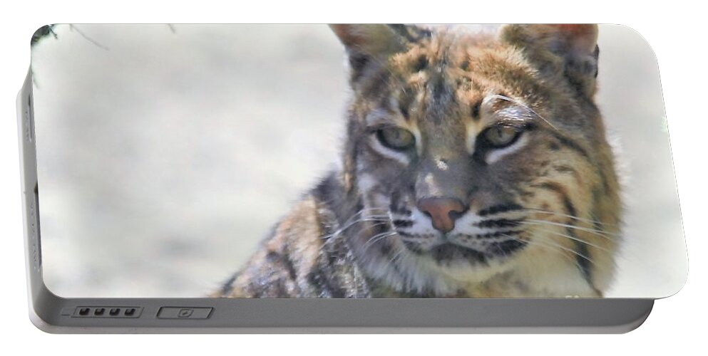 Bobcat Portable Battery Charger featuring the photograph Bobcat by Laurianna Taylor