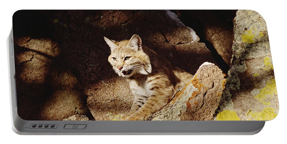 Mp Portable Battery Charger featuring the photograph Bobcat Lynx Rufus Portrait On Rock by Gerry Ellis