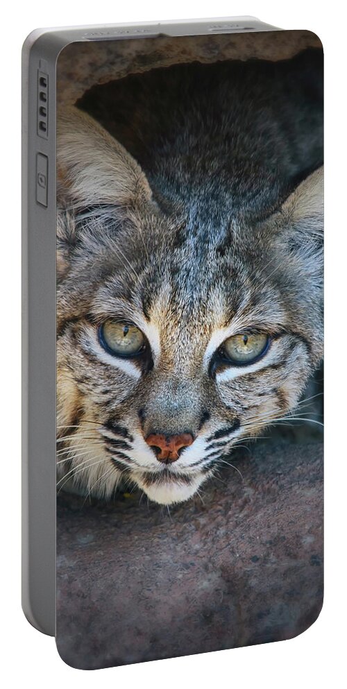 Bobcats Portable Battery Charger featuring the photograph Bobcat Stare by Elaine Malott