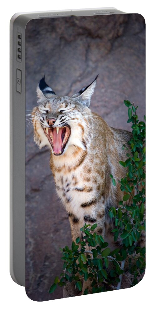 Animal Portable Battery Charger featuring the photograph Bobcat Yawn by Randall Ingalls