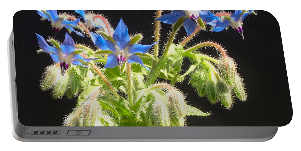 Borage Portable Battery Charger featuring the photograph Borage Herb Flowers by Chholing Taha