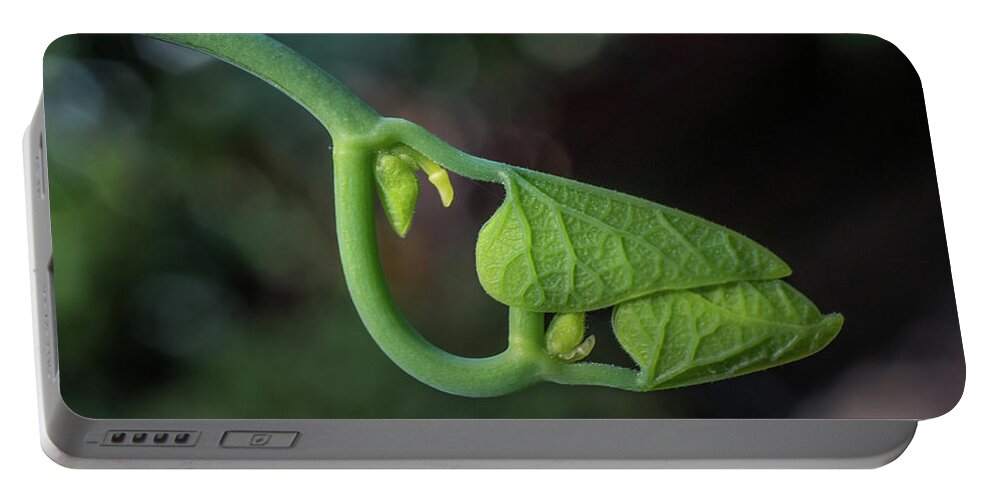Leaf Portable Battery Charger featuring the photograph Botanical Macro by Lilia S
