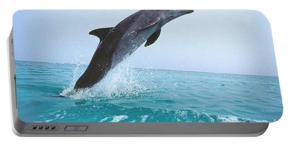 Adult Portable Battery Charger featuring the photograph Bottlenose Dolphin Tursiops Truncatus by Gerard Lacz