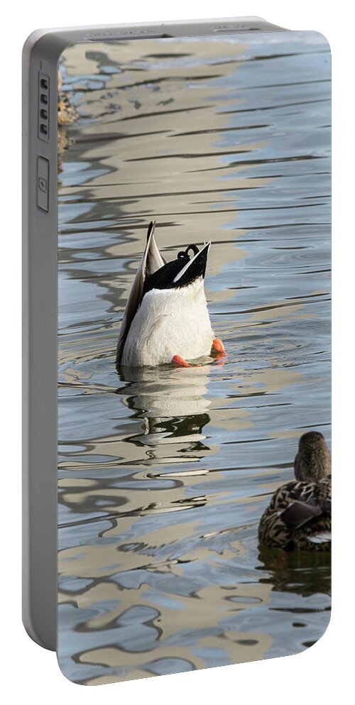 Ducks. Humor. Reflection Portable Battery Charger featuring the photograph Bottoms Up by Liz Albro