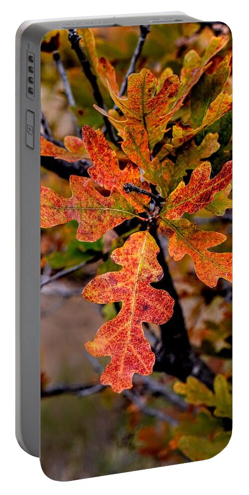Oak Portable Battery Charger featuring the photograph Branching Oak by Michael Brungardt