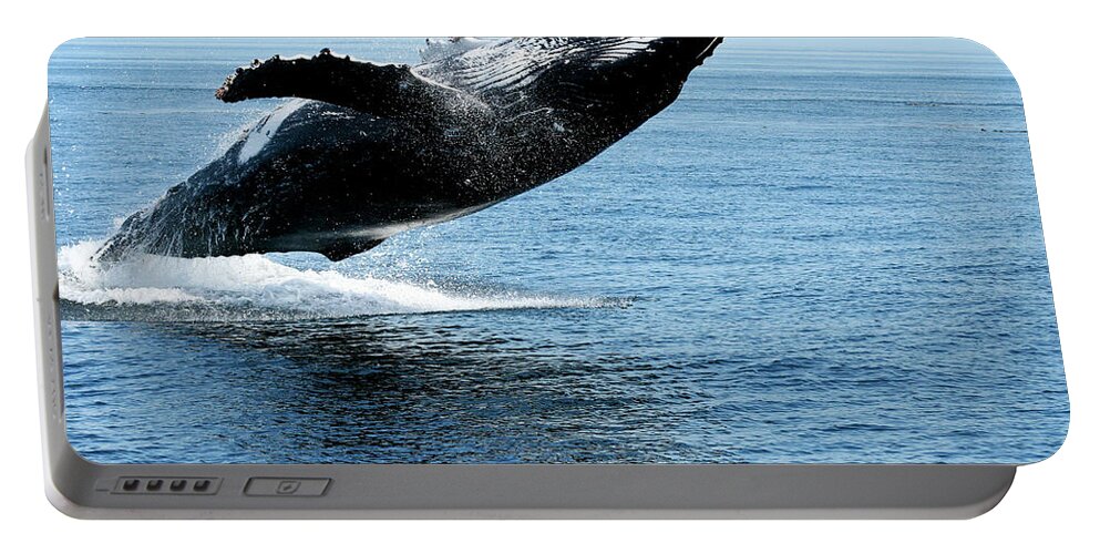 Alaska Portable Battery Charger featuring the photograph Breaching humpback whales Happy-2 by Steve Darden