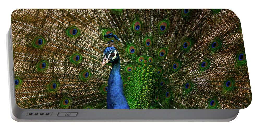 Peacock Portable Battery Charger featuring the photograph Bright And Fancy by Karol Livote