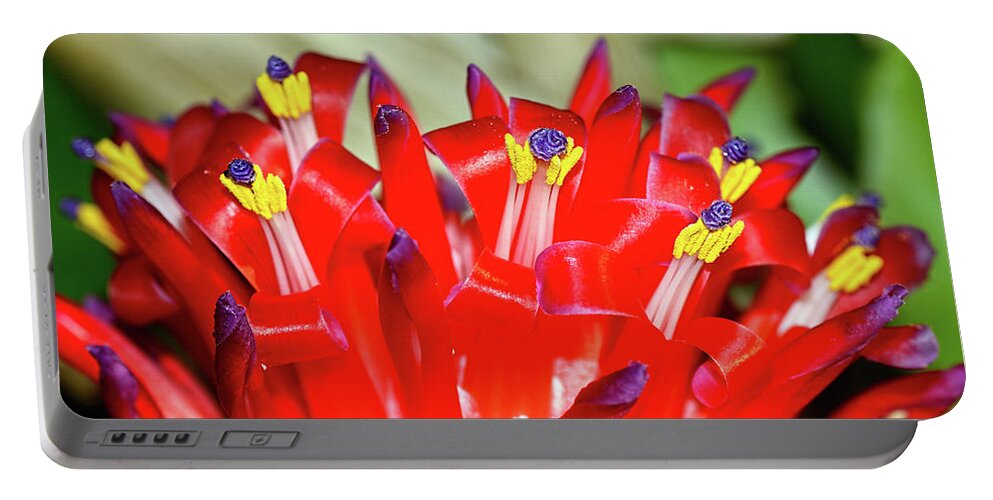 Bright Blooming Bromeliad Portable Battery Charger featuring the photograph Bright Blooming Bromeliad by Kaye Menner by Kaye Menner