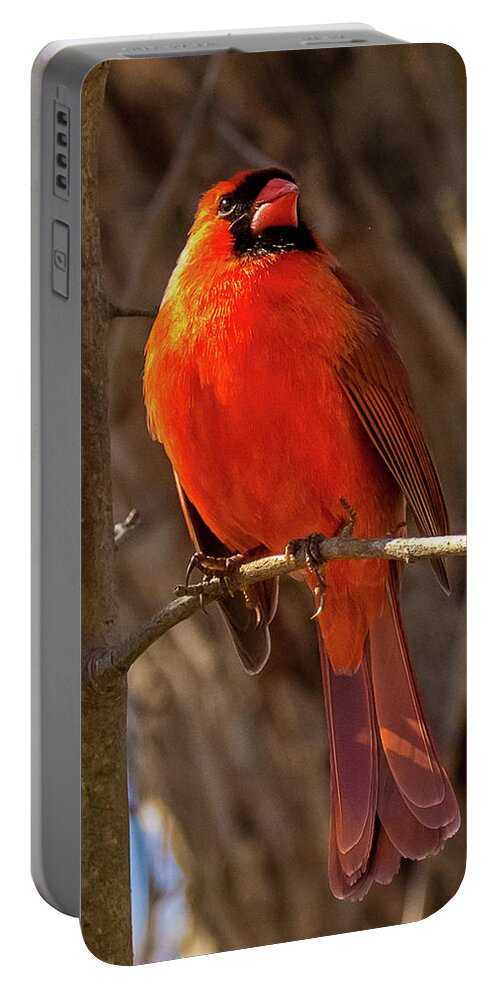 Cardinal Portable Battery Charger featuring the photograph Bright Boy by Rob Davies
