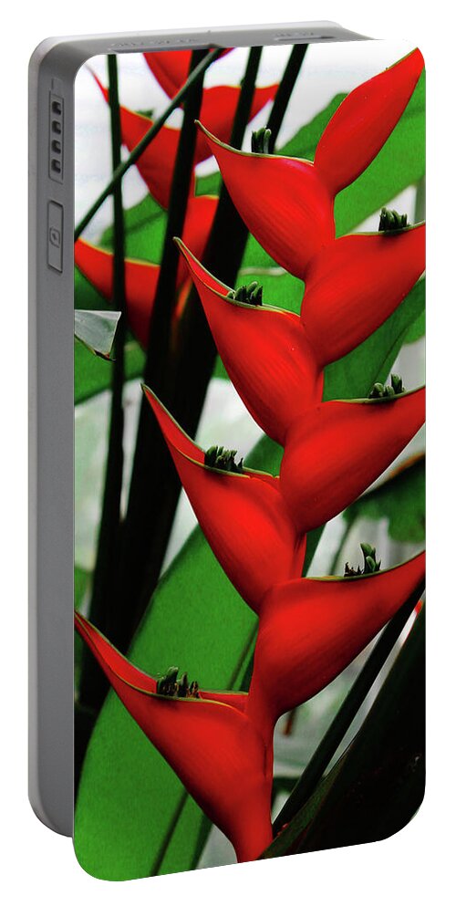 Decorative Portable Battery Charger featuring the photograph Bright Red Flower by Rod Whyte