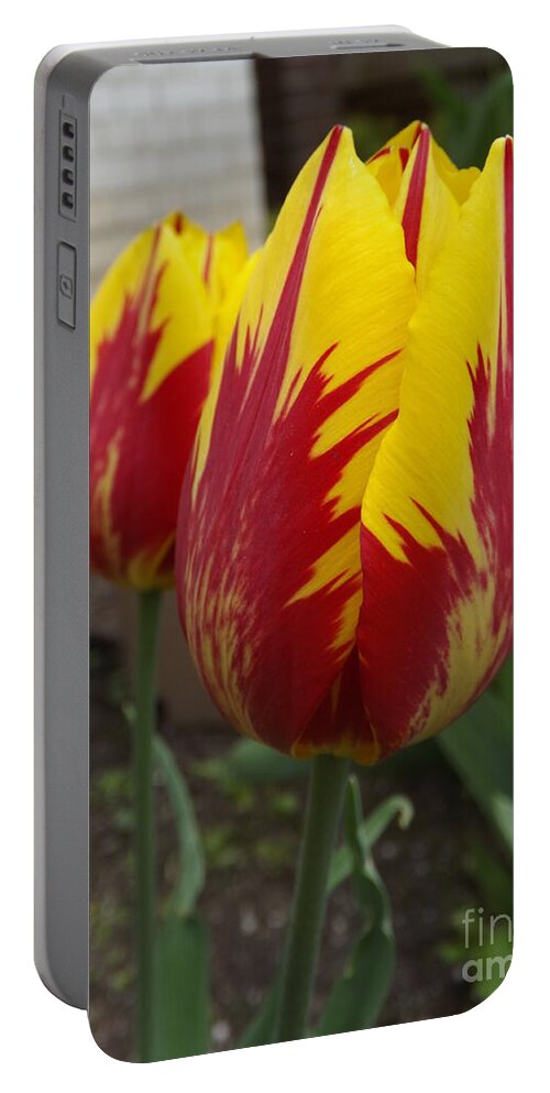 Red Portable Battery Charger featuring the glass art Bright Rembrandt Tulips by Lingfai Leung