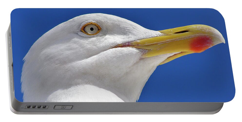 Bird Portable Battery Charger featuring the photograph British Herring Gull by Terri Waters