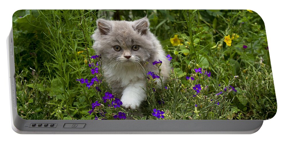 Cat Portable Battery Charger featuring the photograph British Longhair Cat by John Daniels