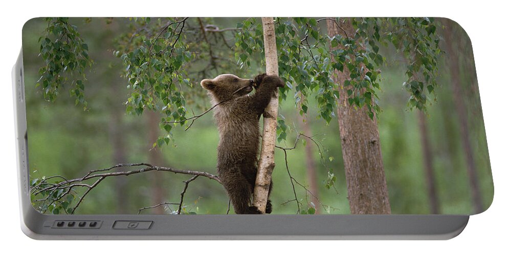 Mp Portable Battery Charger featuring the photograph Brown Bear Ursus Arctos Cub Climbing by Konrad Wothe