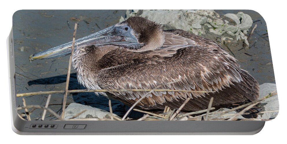 Pelican Portable Battery Charger featuring the photograph Brown Pelican 3 March 2018 by D K Wall