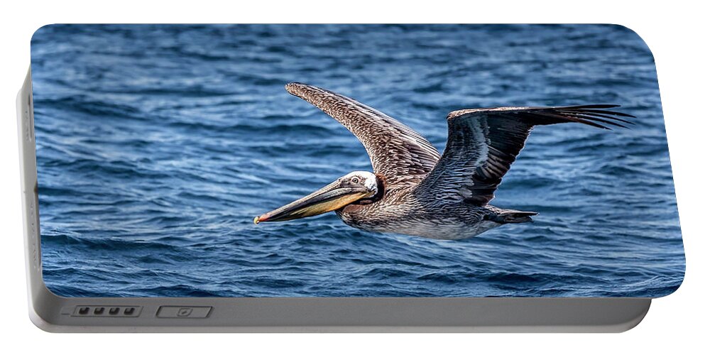 Brown Pelican Portable Battery Charger featuring the photograph Brown Pelican 5 by Endre Balogh