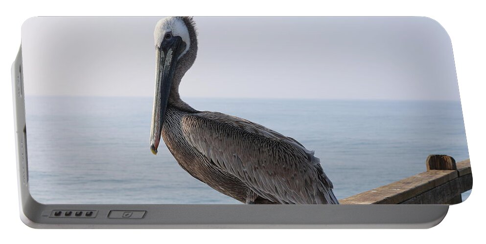 Brown Pelican Portable Battery Charger featuring the photograph Brown Pelican by Christy Pooschke