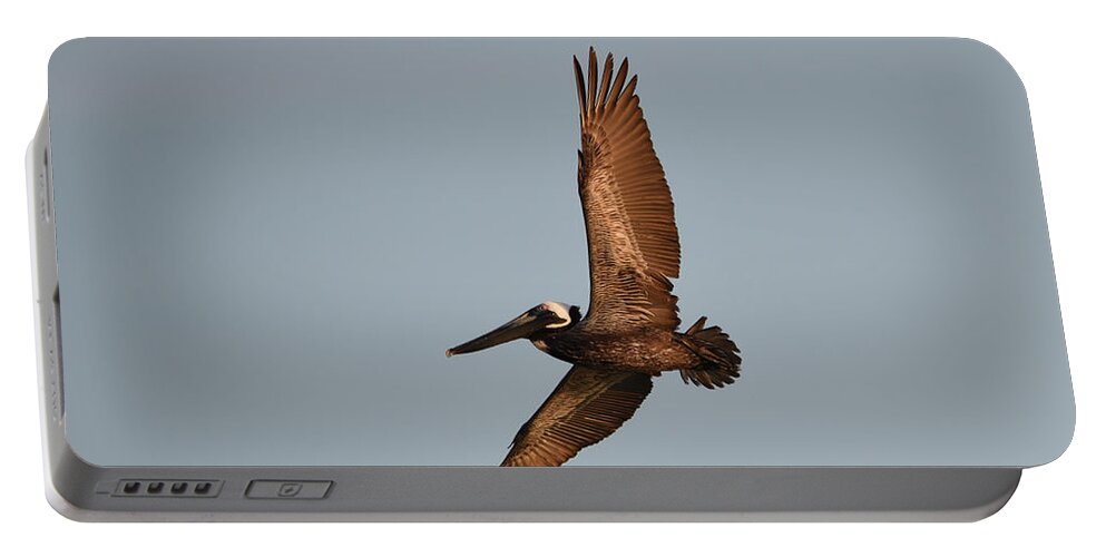 Florida Portable Battery Charger featuring the photograph Brown Pelican In Flight No. 2 by Janice Adomeit