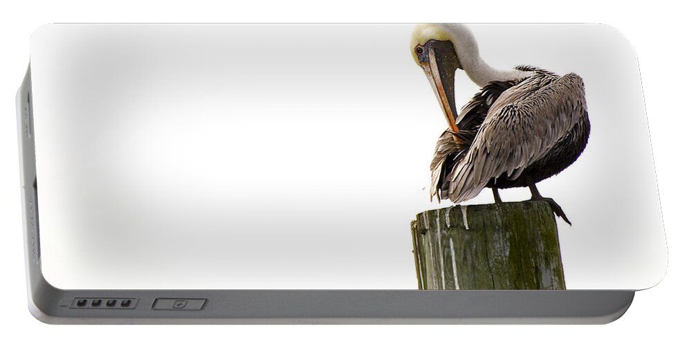 Bird Portable Battery Charger featuring the photograph Brown Pelican on Piling by Bob Decker