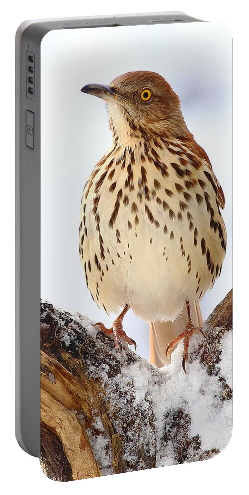 Brown Thrasher Portable Battery Charger featuring the photograph Brown Thrasher With Snow by Daniel Reed