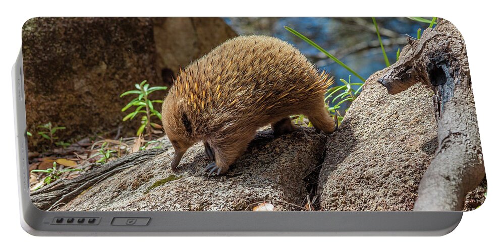 Echidna Portable Battery Charger featuring the pyrography Bruny Island Echidna by Benny Marty