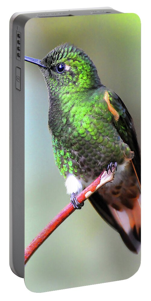 Buff Portable Battery Charger featuring the photograph Buff Hummingbird by Ted Keller