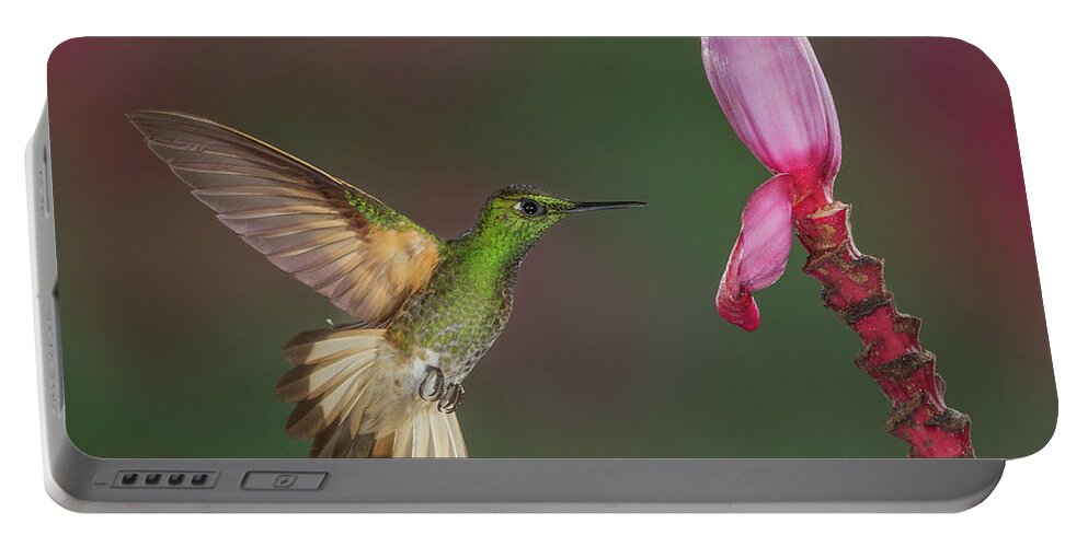 Animal Portable Battery Charger featuring the photograph Buff-tailed Coronet approaching Banana Flower by Jerry Fornarotto