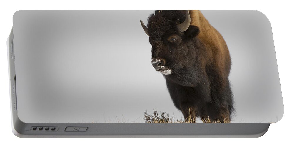 Winter Portable Battery Charger featuring the photograph Buffalo Leader by Bill Cubitt