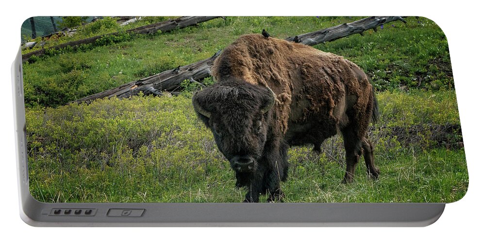 National Park Portable Battery Charger featuring the photograph Buffalo with Cow Birds at Yellowstone_GRK6876_05222018 by Greg Kluempers