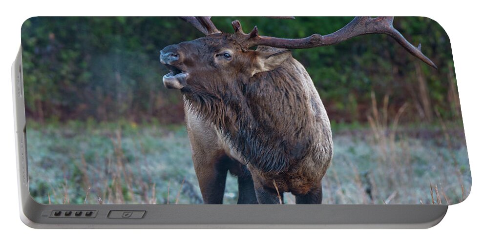 Bugling Portable Battery Charger featuring the photograph Bugling Elk by Rick Hartigan