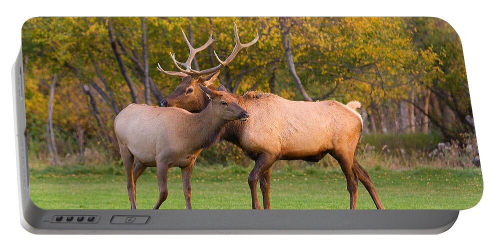 Autumn Portable Battery Charger featuring the photograph Bull and Cow Elk - Rutting Season by James BO Insogna